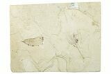 Fossil Leaf Plate - Green River Formation, Utah #256814-1